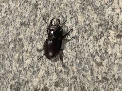 Lucanus capreolus