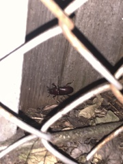 Lucanus capreolus