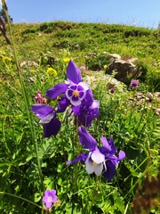 Aquilegia jucunda