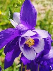 Aquilegia jucunda