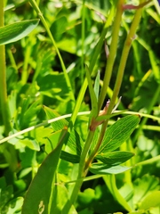 Aquilegia jucunda