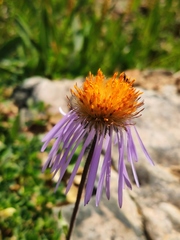 Aster flaccidus
