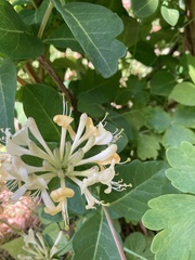 Lonicera caprifolium