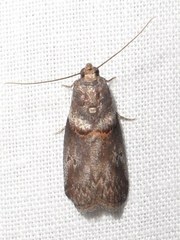 Acrobasis caryae