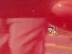 Phytocoris longipennis