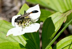 Ammophila urnaria