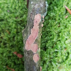 Aleurodiscus wakefieldiae