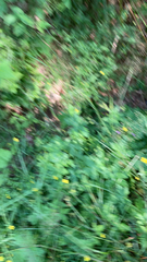 Geranium palustre