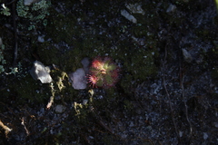 Drosera trinervia