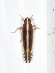 Stenocranus vittatus