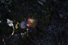 Drosera trinervia