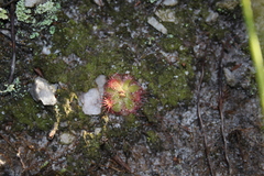 Drosera trinervia