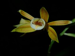 Phaius reflexipetalus