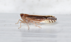 Stenocranus vittatus