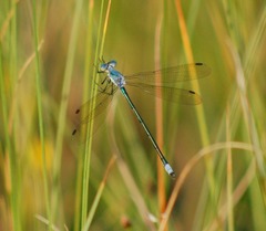 Lestes eurinus