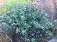 Lupinus arboreus