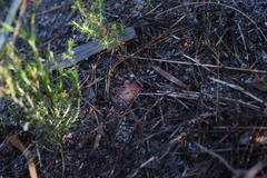 Drosera trinervia