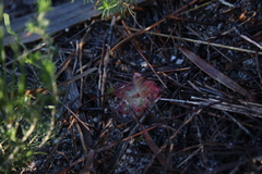 Drosera trinervia