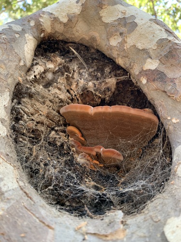 photo of Shelf Fungi (Polyporales)