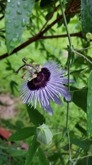 Passiflora amethystina