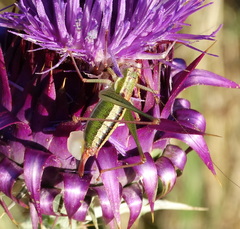 Poecilimon macedonicus