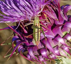 Poecilimon macedonicus