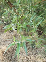 Salix lasiandra