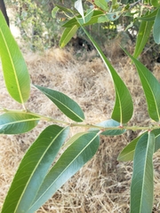 Salix lasiandra