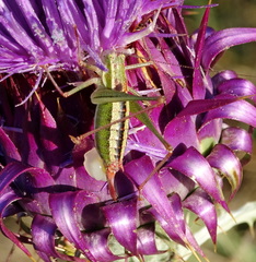 Poecilimon macedonicus