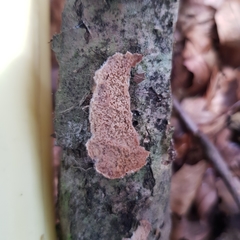 Phlebia rufa