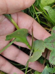 Lagotis integrifolia