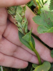 Lagotis integrifolia