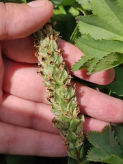 Lagotis integrifolia