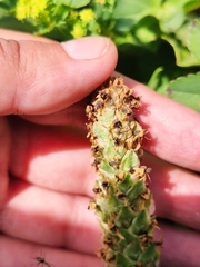 Lagotis integrifolia