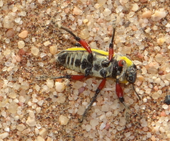 Leptostethus marginatus