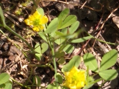 Trifolium campestre