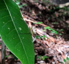 Hapalopezella maculata