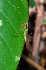 Hapalopezella maculata