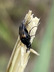 Macrosiagon pectinata