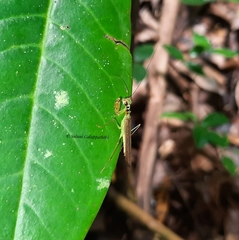 Hapalopezella maculata