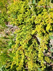 Juniperus communis saxatilis