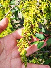 Juniperus communis saxatilis