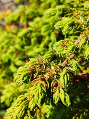 Juniperus communis saxatilis