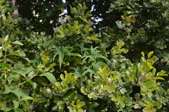 Dioscorea reticulata