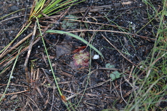 Drosera trinervia
