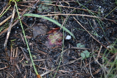Drosera trinervia