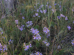 Galatella angustissima