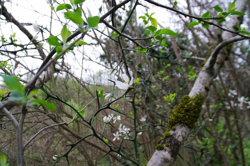 Japanska gorka naranča (Citrus trifoliata)