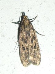 Martyringa ravicapitis