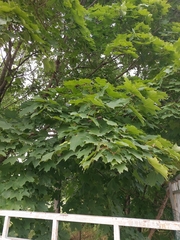 Acer platanoides